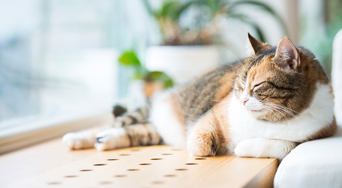 8. Os animais também sonham!
