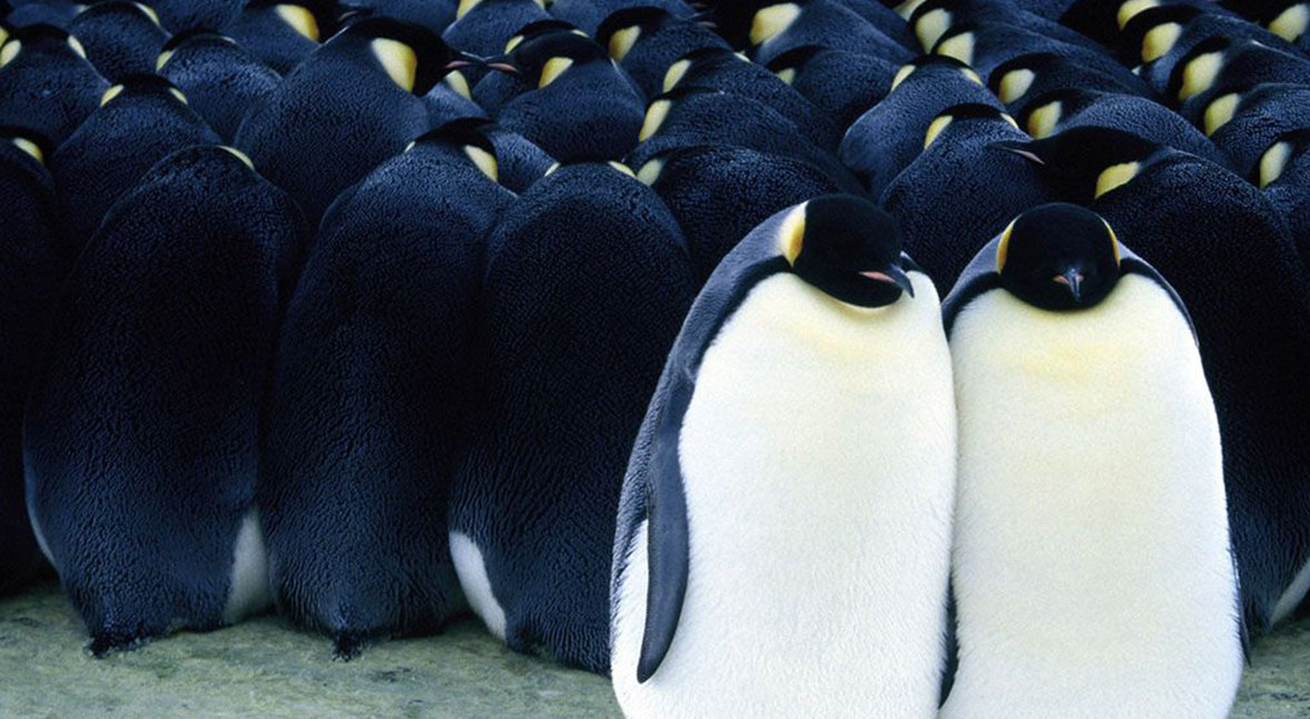 7. A Marcha dos Pinguins