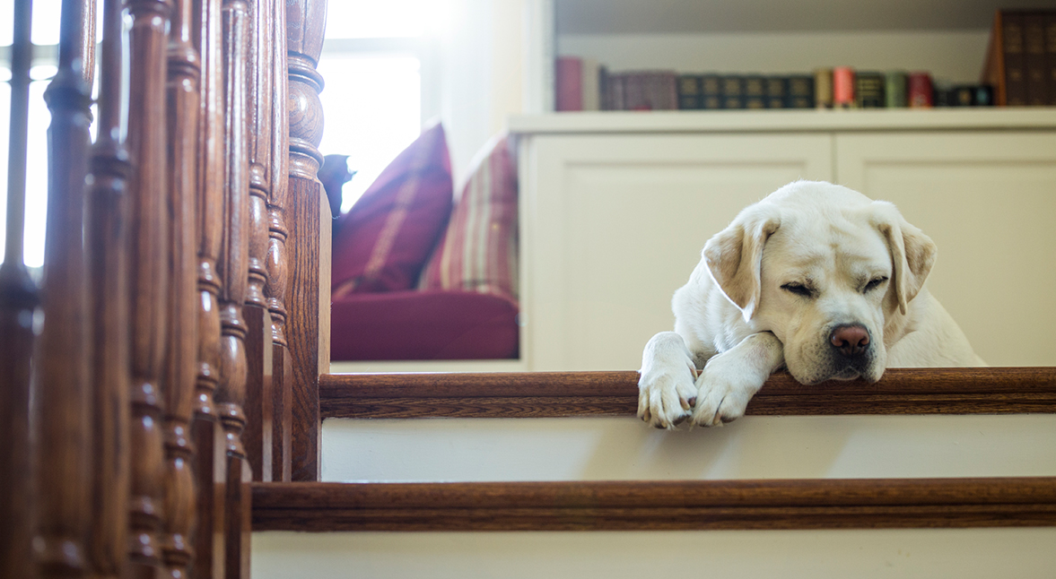 E os animais, tamb&eacute;m sofrem de sonambulismo?